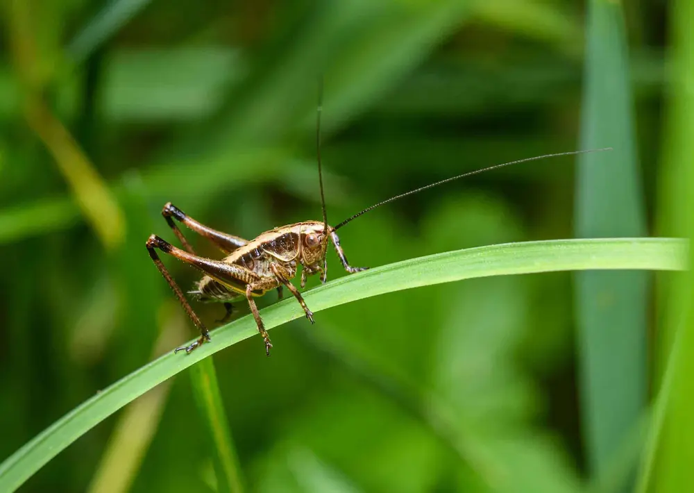 Cricket resting on a green blade of grass, showing common crickets activity outdoors.