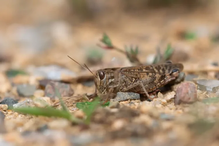 Brown cricket resting on rocky soil, representing common outdoor crickets near homes.