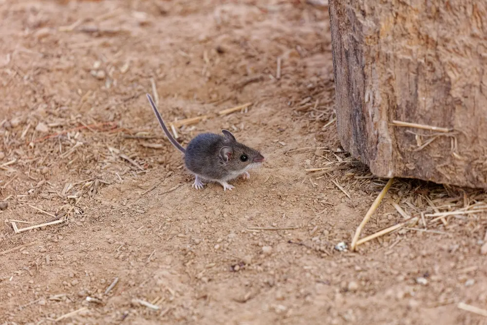 Deer mouse on dirt ground near wood for deer mice identification