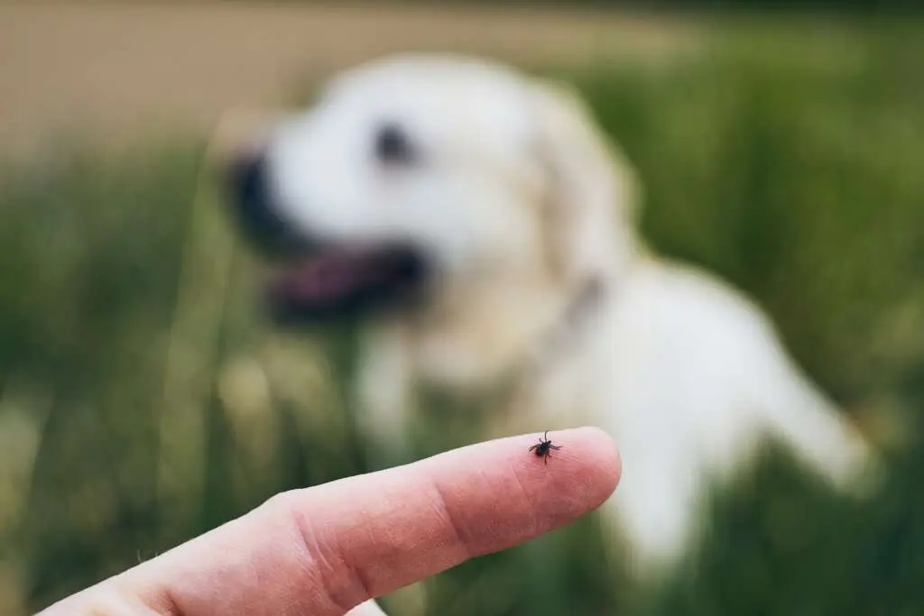 Dog tick on a person’s finger with a dog in the background, showing common dog ticks risk.