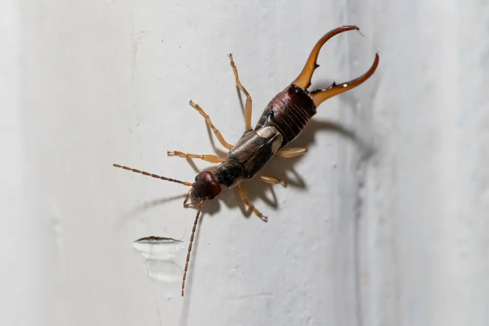 Close-up of an earwig on an indoor wall, showing a common earwig infestation inside homes.