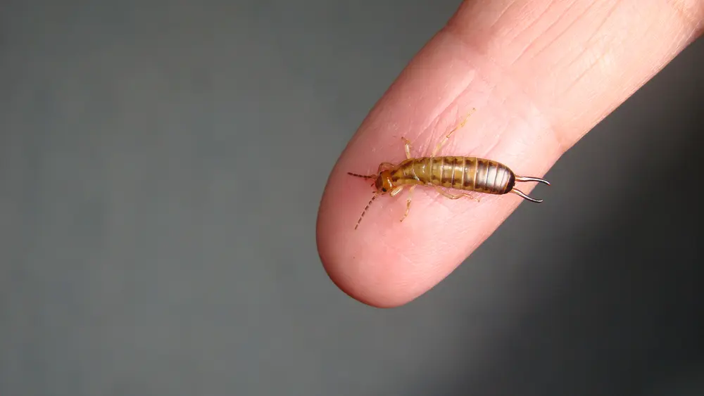 Close-up of earwig crawling on human fingertip showing indoor earwig activity.