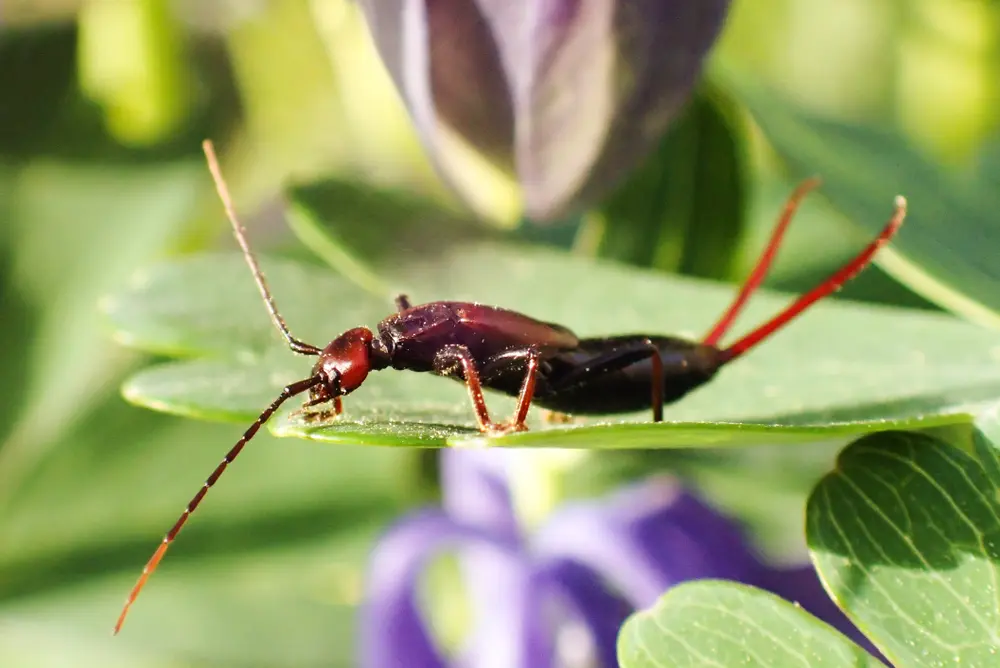 Close-up of earwig on green leaf showing earwig pest details