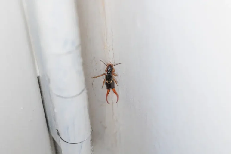 Earwig on interior wall surface for earwigs identification and control