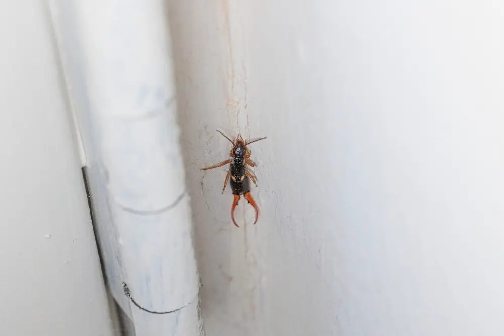 Earwig on interior wall surface for earwigs identification and control