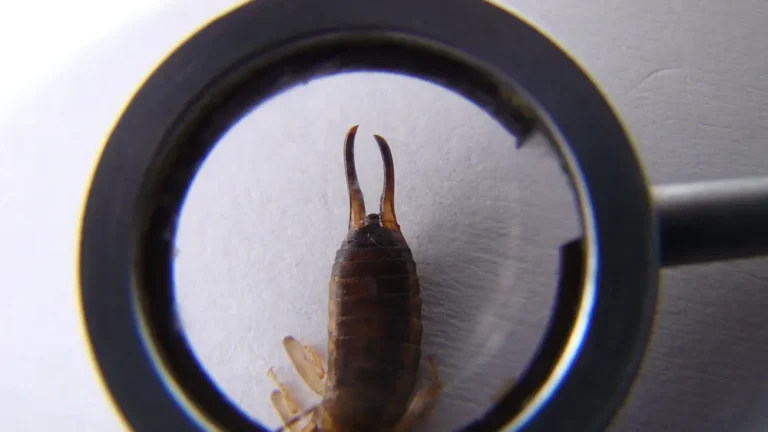 Earwigs viewed under magnifying glass highlighting earwigs infestation details.