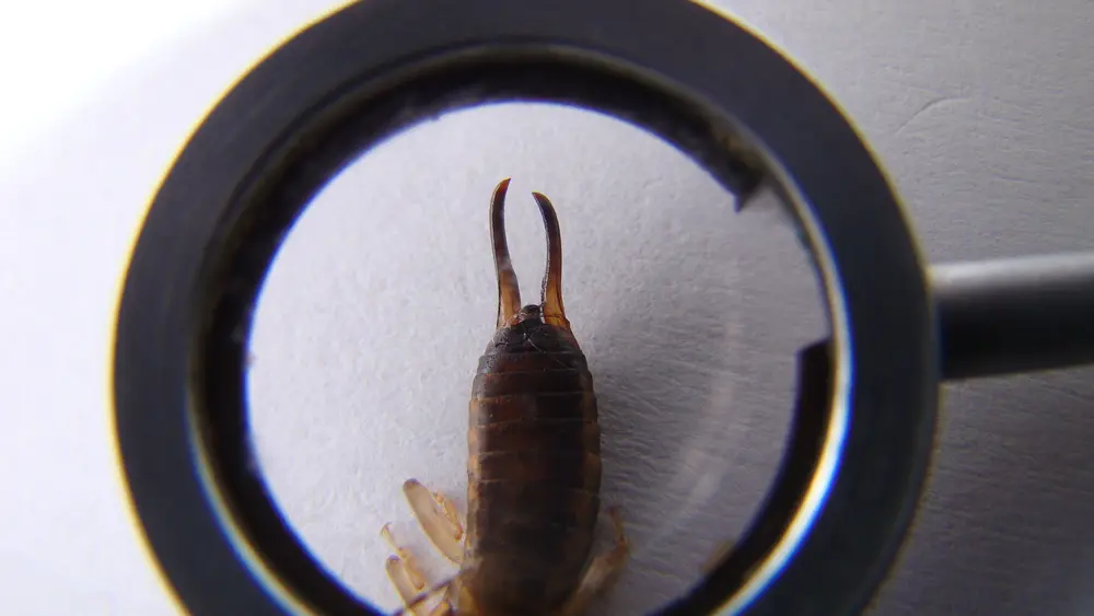 Earwigs viewed under magnifying glass highlighting earwigs infestation details.