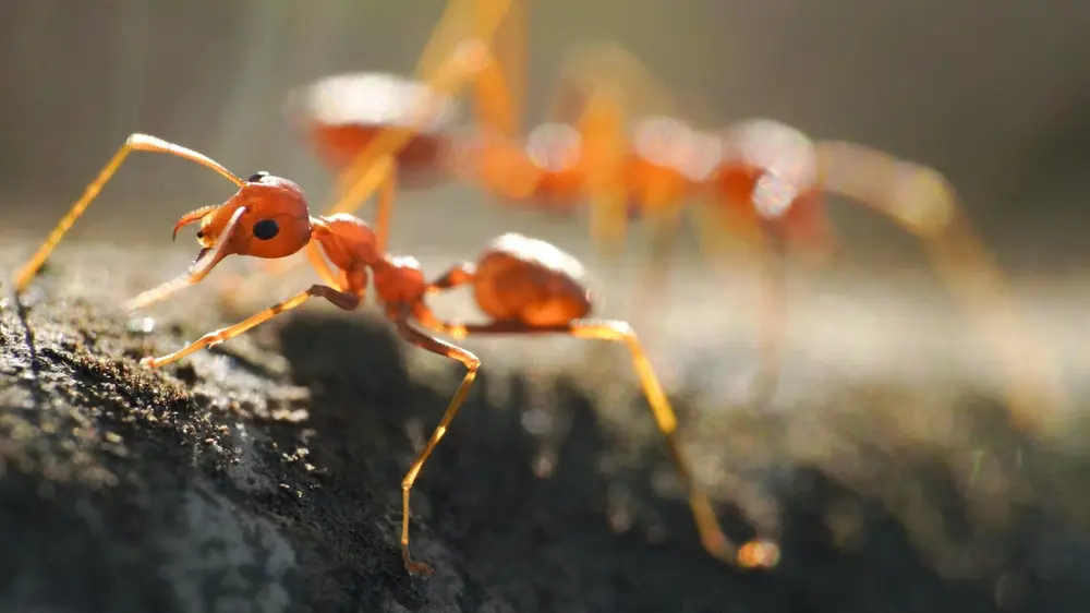 Close-up of a fire ant on the ground, showing an aggressive fire ant pest.