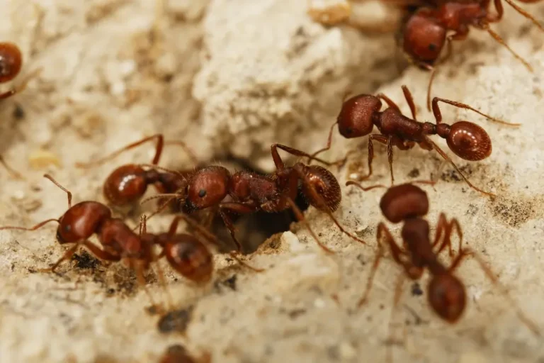 Fire ants gathered around nest entrance showing fire ants infestation