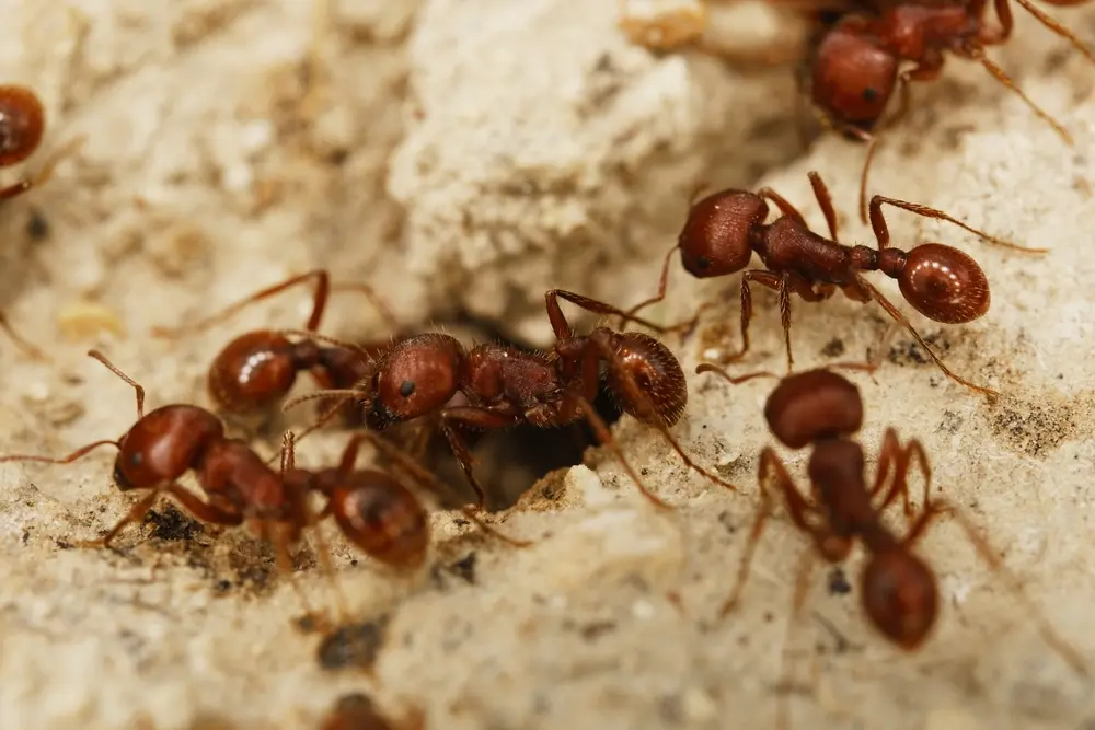 Fire ants gathered around nest entrance showing fire ants infestation