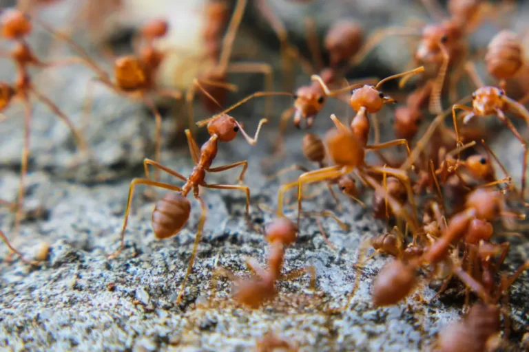 Close-up of fire ants swarming on the ground, showing an active fire ants infestation.