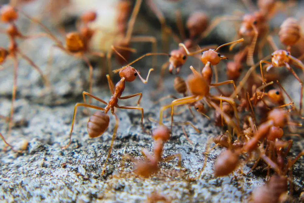 Close-up of fire ants swarming on the ground, showing an active fire ants infestation.