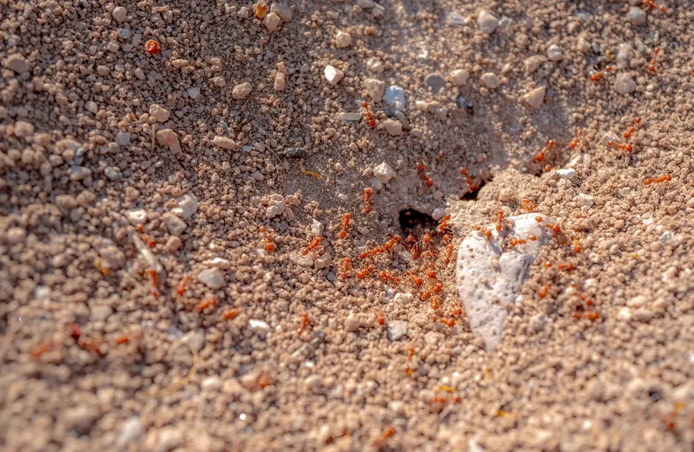Fire ants swarming around a nest opening in sandy yard soil.