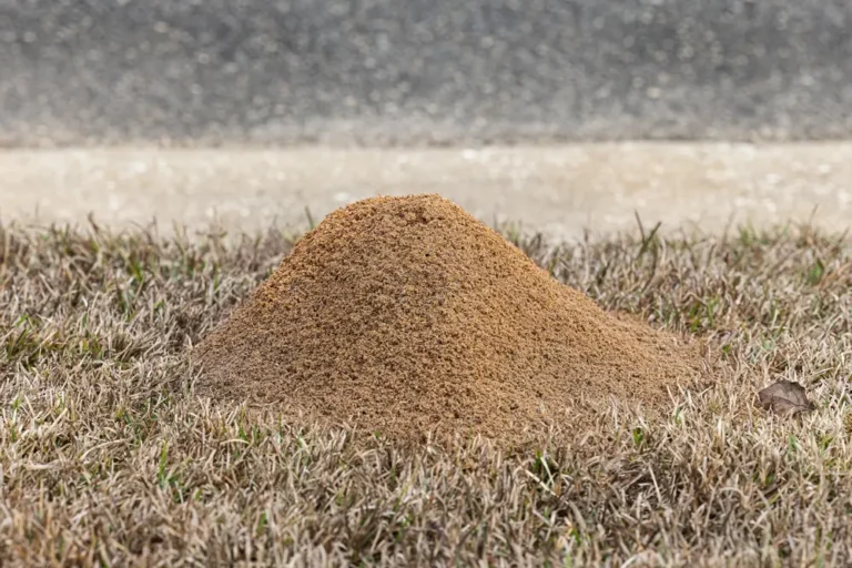 Fire ant mound in a lawn, showing active fire ants nesting in the yard.