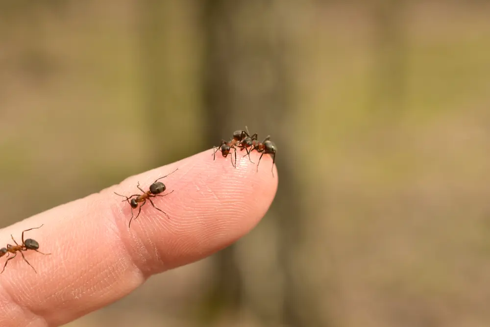 Fire ants crawling on a person’s finger, showing close-up contact and risk of fire ant stings.