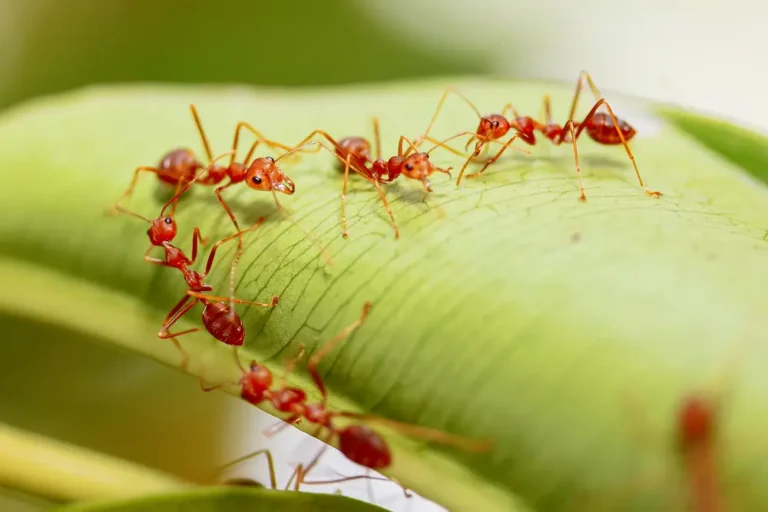 Fire ants on green leaf showing fire ant activity and infestation