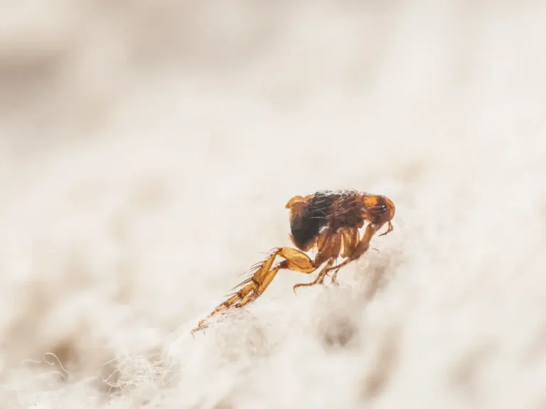 Close-up of a flea on fabric fibers, showing fleas infestation risk.