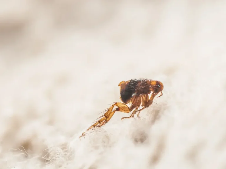 Close-up of a flea on fabric fibers, showing common fleas infestation risk.