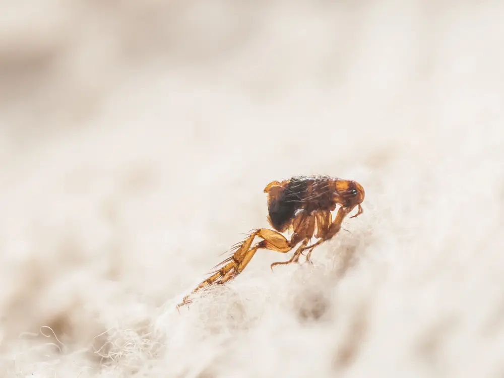 Close-up of a flea on fabric fibers, showing common fleas infestation risk.