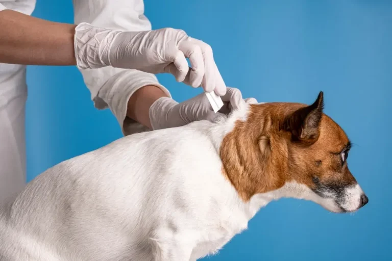 Applying flea tick control treatment on dog for flea tick control prevention