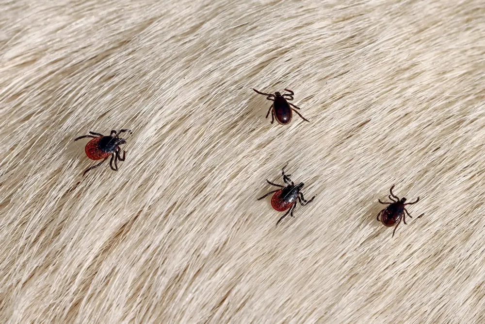 Flea tick parasites crawling on light-colored pet fur.