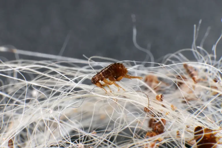 Fleas crawling through fabric fibers and debris, showing a close-up infestation.