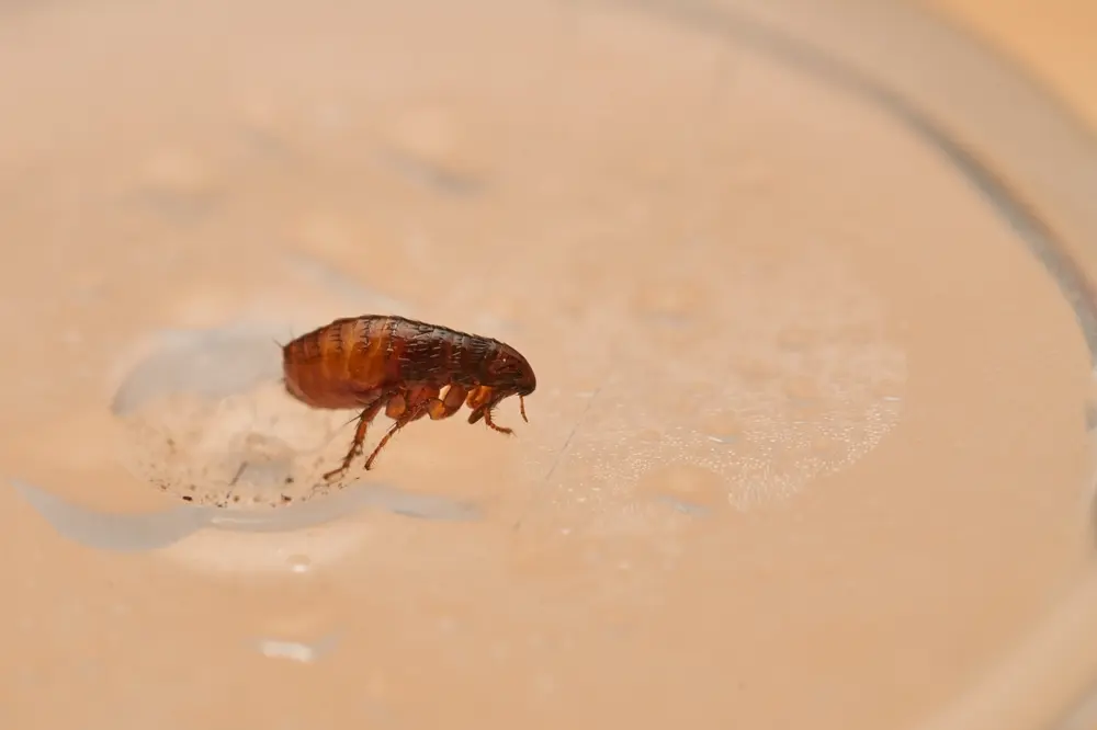 Fleas visible on pet skin indicating fleas infestation problem