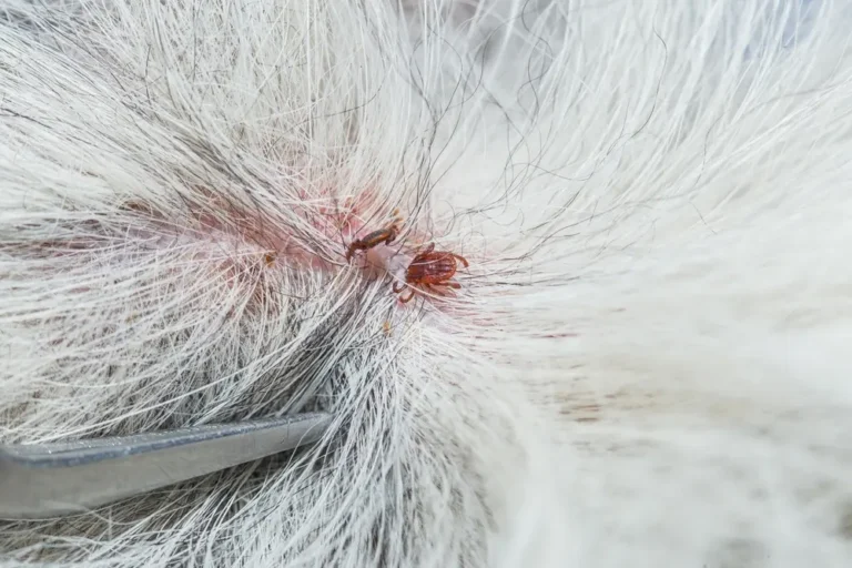 Close-up of fleas ticks attached to pet fur causing skin irritation.