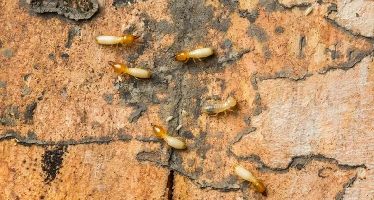 Formosan termite workers crawling on damaged wood, showing a formosan termite infestation.