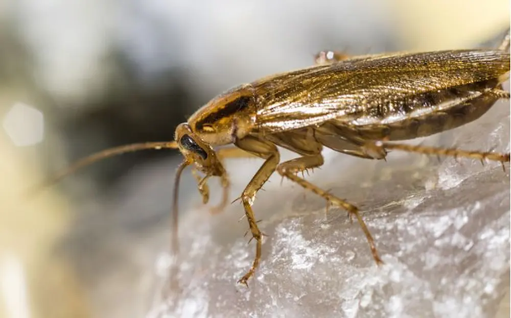 Close-up of a german cockroach on a surface, showing a common german cockroaches infestation.