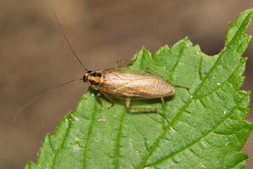 German cockroach on green leaf showing German cockroaches identification