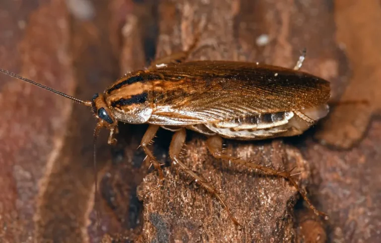 German cockroach crawling on wood representing german cockroaches contamination risk