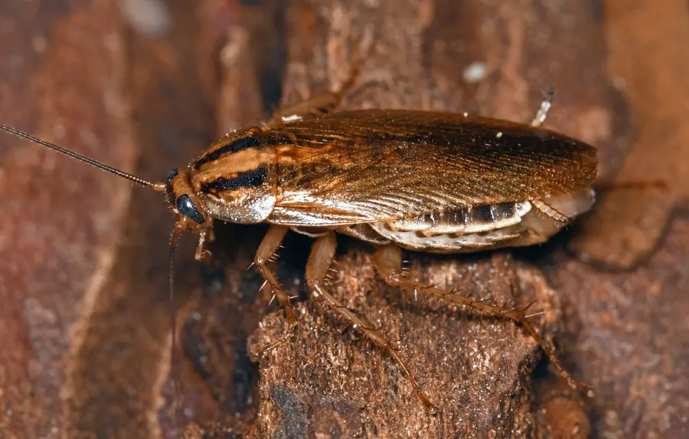 German cockroach crawling on wood representing german cockroaches contamination risk