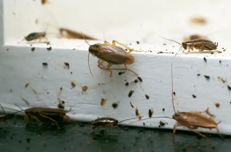 German cockroaches gathered on kitchen surface near food debris.