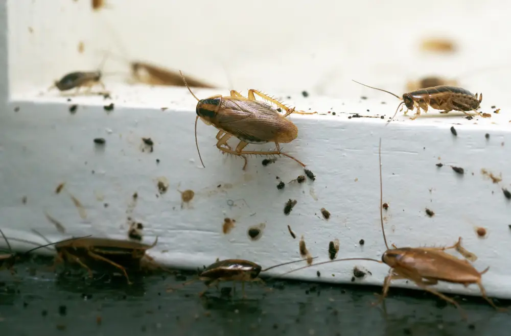 German cockroaches gathered on kitchen surface near food debris.