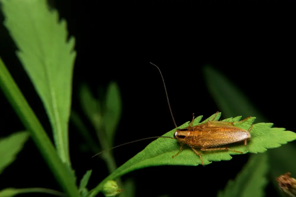German cockroaches resting on green leaf in outdoor environment.