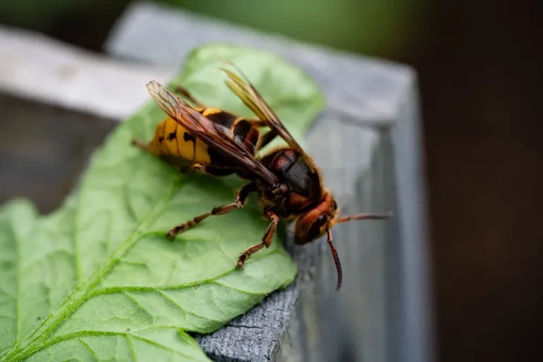 Large hornet resting on leaf showing hornets identification and risk