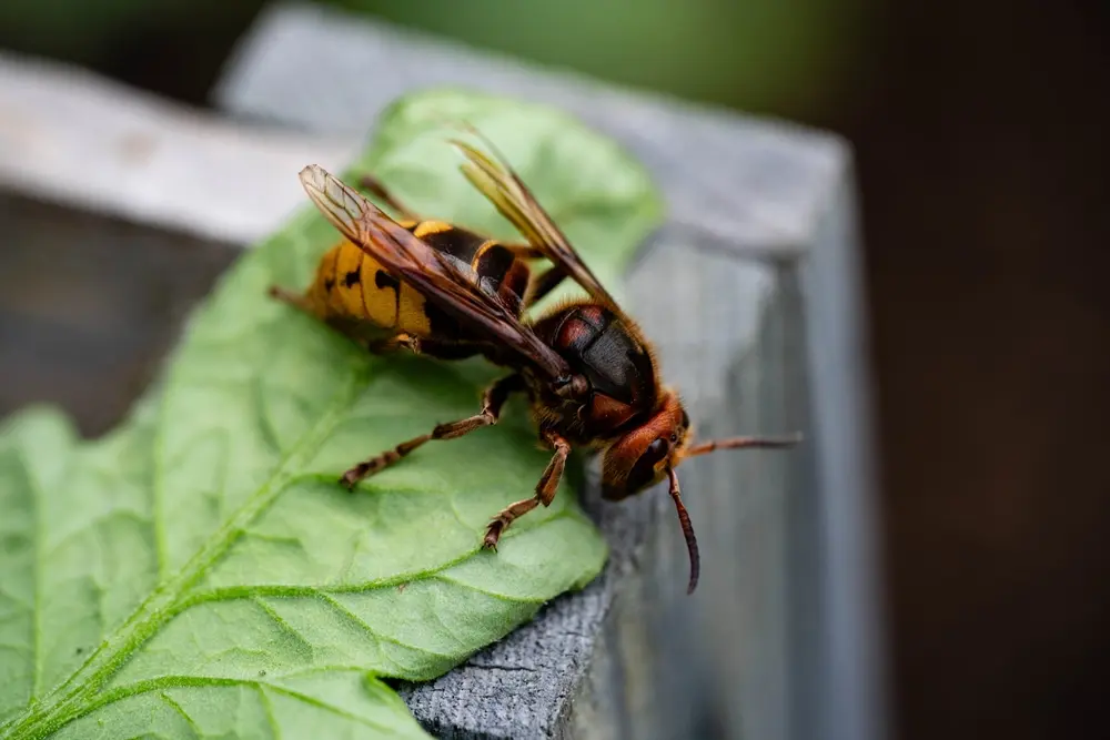 Large hornet resting on leaf showing hornets identification and risk
