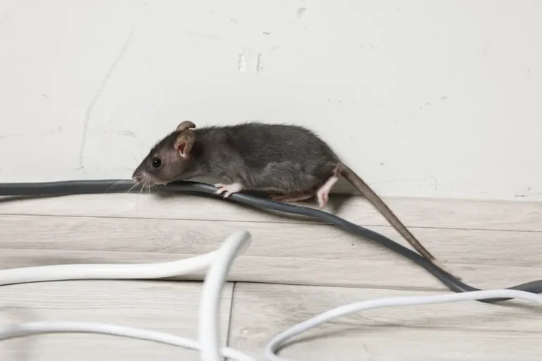 House mouse chewing electrical wires indoors showing risk of house mice infestation