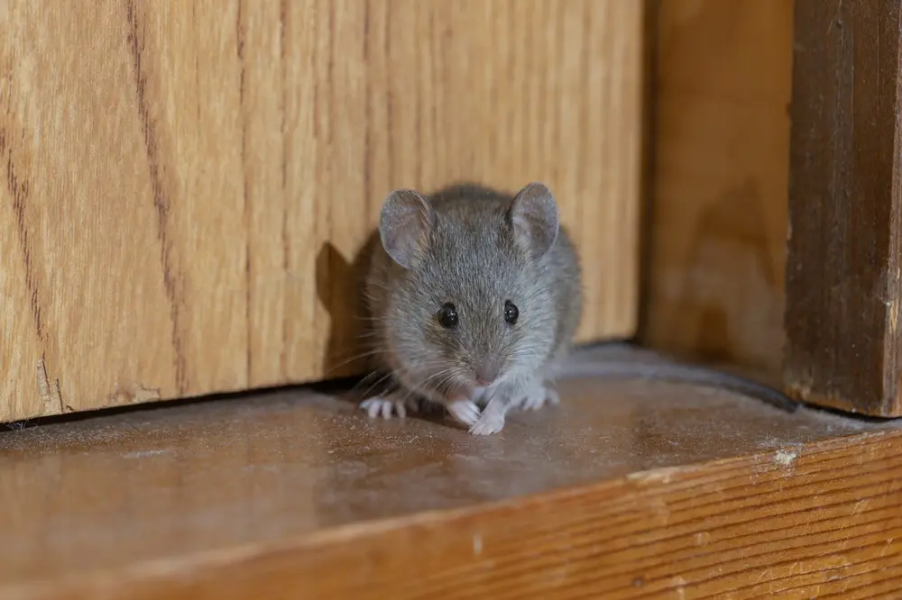 House mouse standing on a wooden surface indoors near a wall.