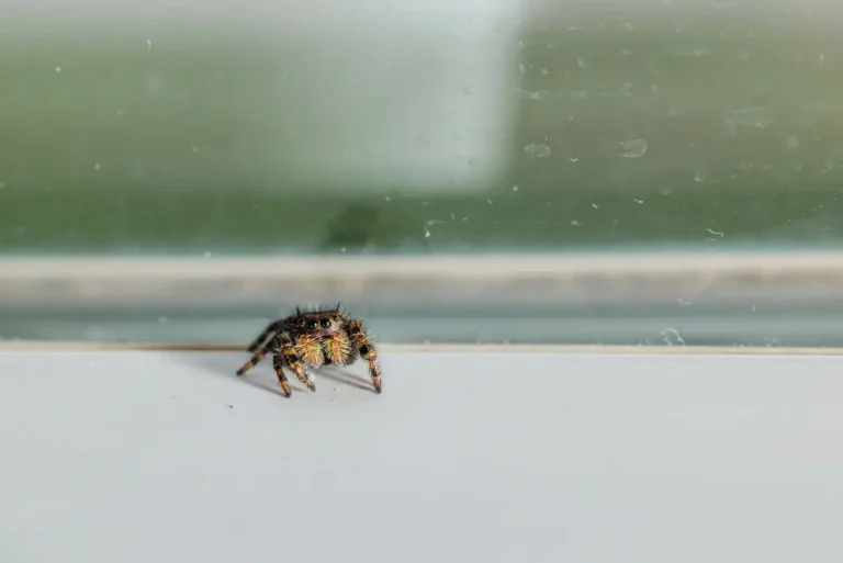 House spiders clinging to window screen inside home.