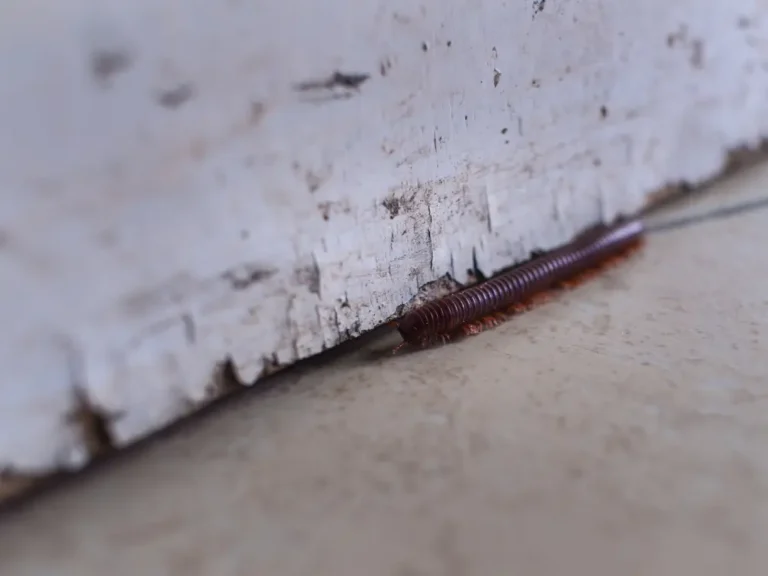 Brown millipede crawling under door frame for millipede identification indoors