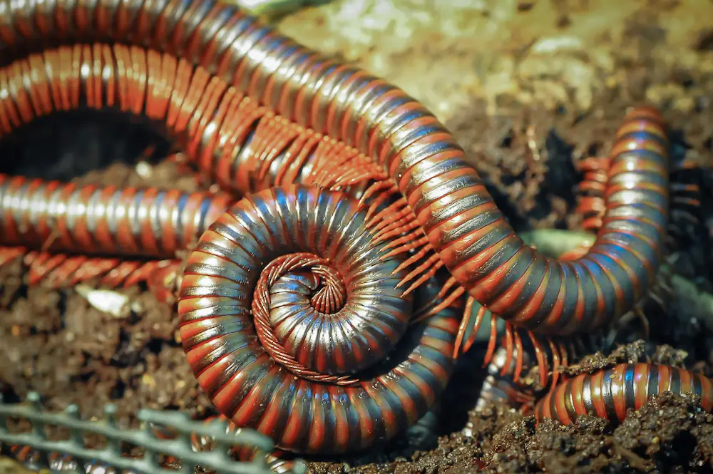 Close-up of millipedes curled on soil, showing common millipedes pest activity outdoors.
