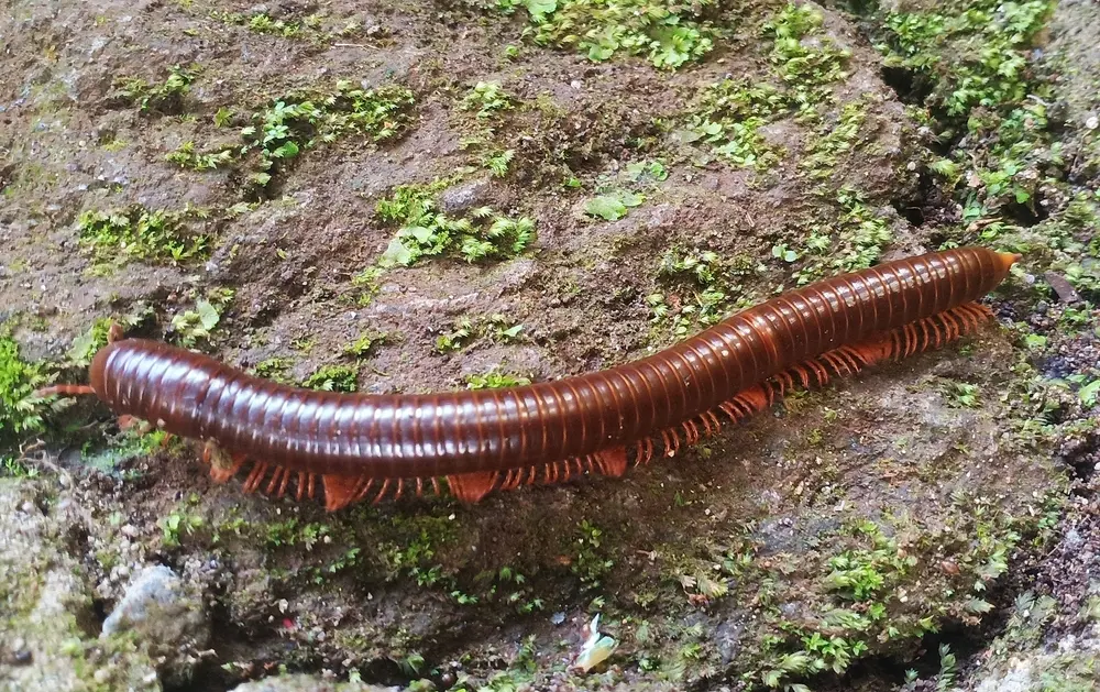 Brown millipede crawling on damp soil and moss-covered ground.