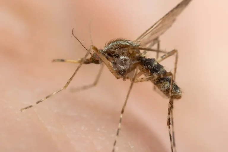 Close-up of a mosquito biting human skin, showing common mosquito pest activity.