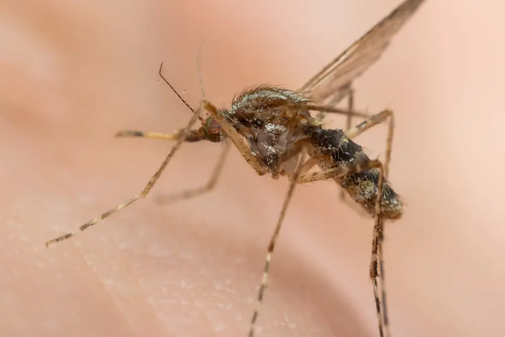 Close-up of a mosquito biting human skin, showing common mosquito pest activity.