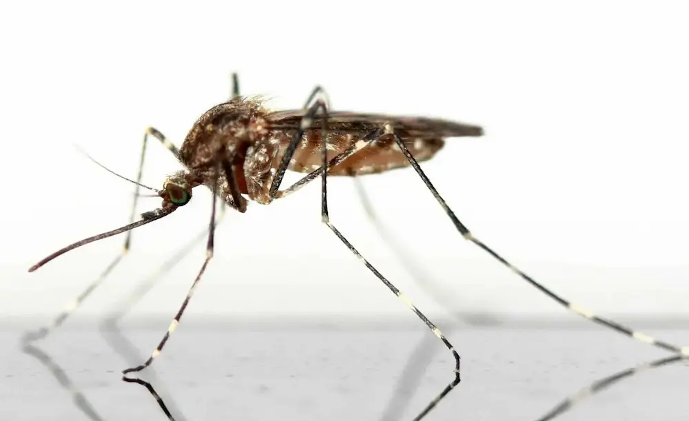 Close-up of a mosquito standing on a surface, showing common mosquitoes pest activity.