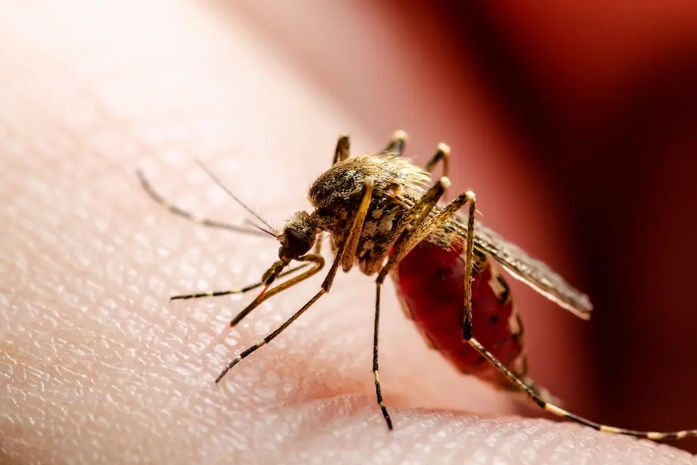 Close-up of a mosquito feeding on human skin, showing active mosquito pest behavior.