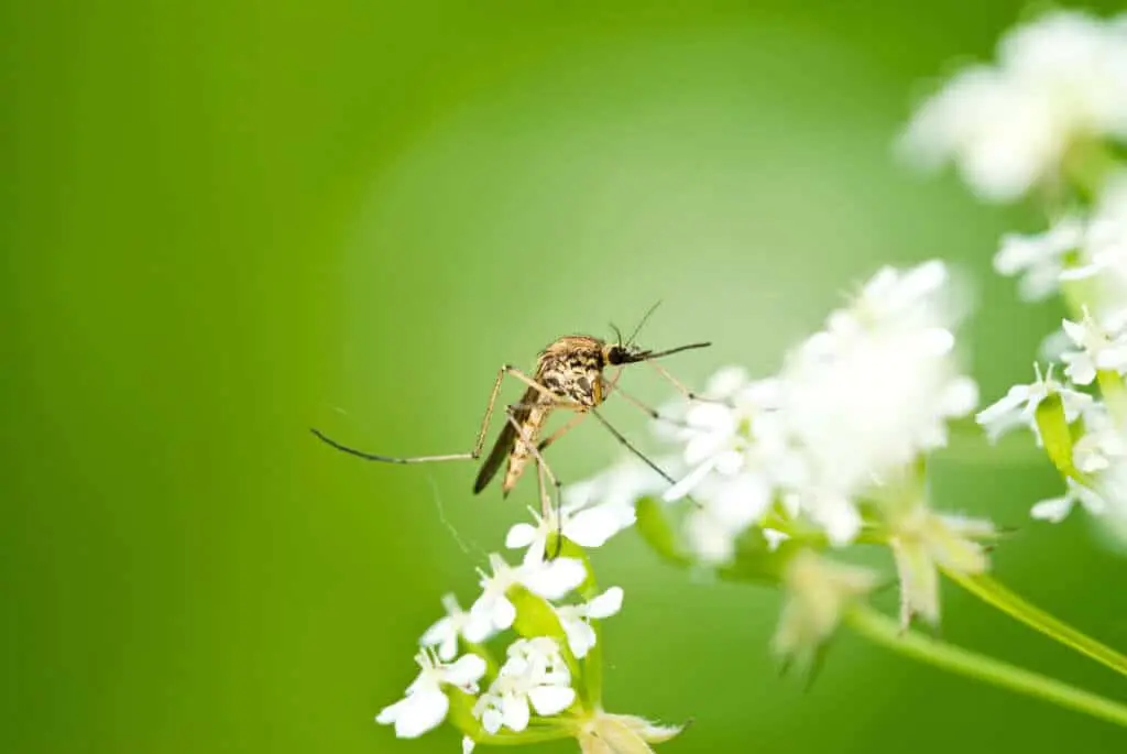 Mosquito resting on a white flower outdoors, showing common mosquito activity.