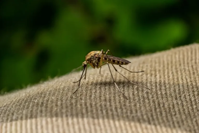 Mosquito resting on fabric surface, a common household mosquito pest.